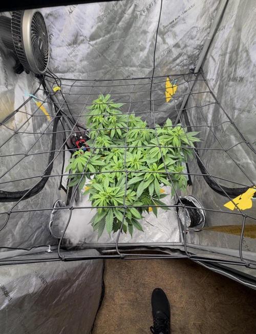 White Inferno-Beleaf Cannabis. Week 10