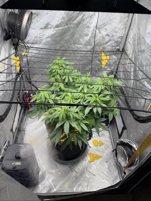 White Inferno-Beleaf Cannabis. Week 10