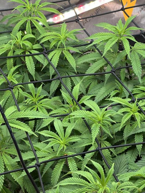 White Inferno-Beleaf Cannabis. Week 11