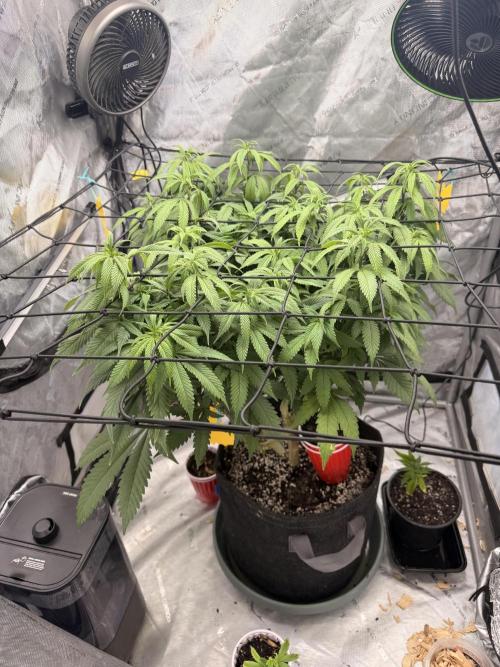 White Inferno-Beleaf Cannabis. Week 11