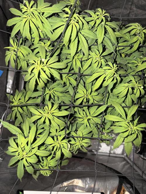 White Inferno-Beleaf Cannabis. Week 11
