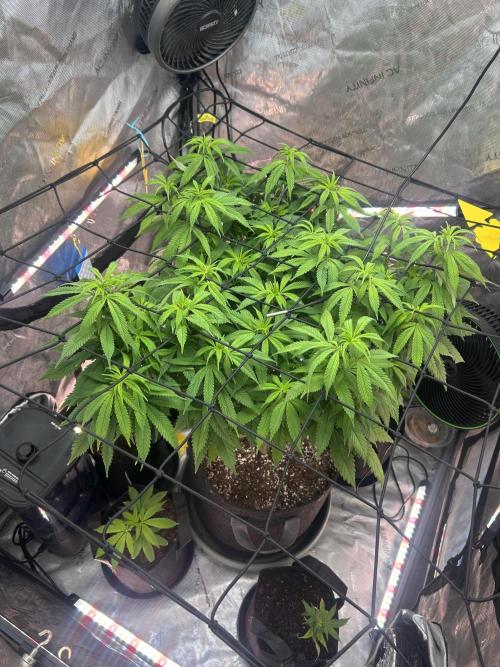 White Inferno-Beleaf Cannabis. Week 12