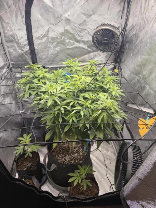 White Inferno-Beleaf Cannabis. Week 12