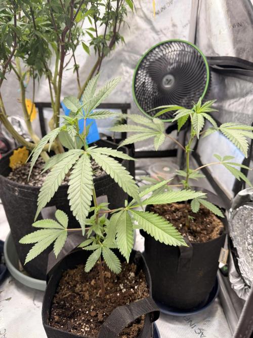 Cloudlab 733 Advance Grow Tent 3x3 (36 x 36 x 72). Week 13