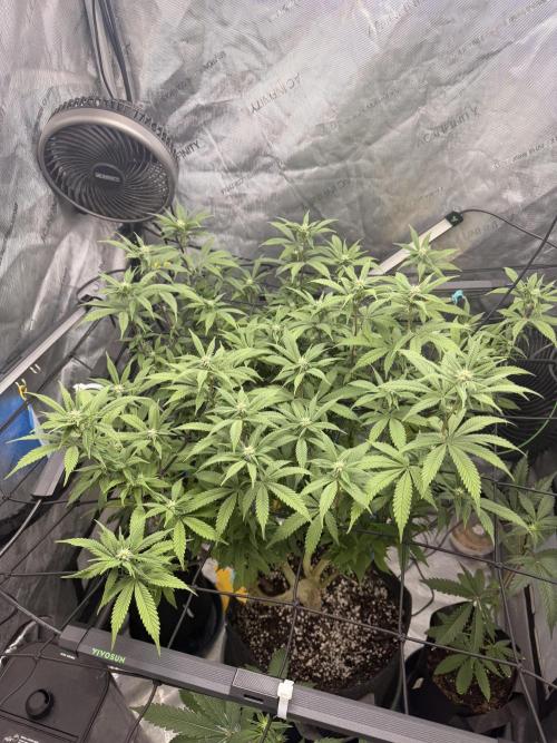 White Inferno-Beleaf Cannabis. Week 14