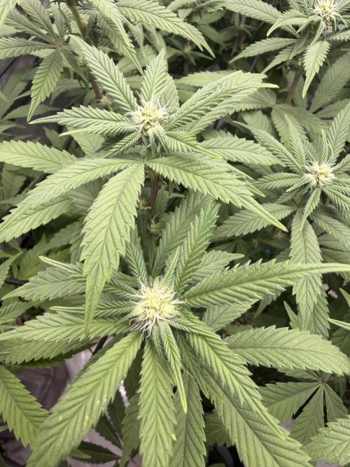 White Inferno-Beleaf Cannabis. Week 14