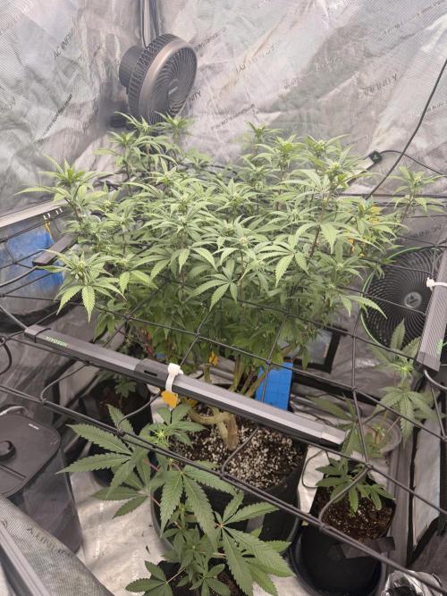 White Inferno-Beleaf Cannabis. Week 14