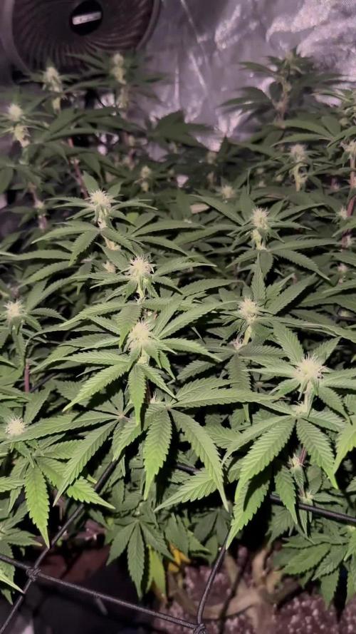 White Inferno-Beleaf Cannabis