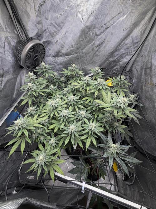 White Inferno-Beleaf Cannabis. Week 16