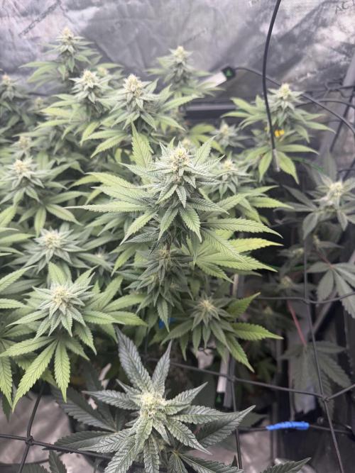 White Inferno-Beleaf Cannabis. Week 16