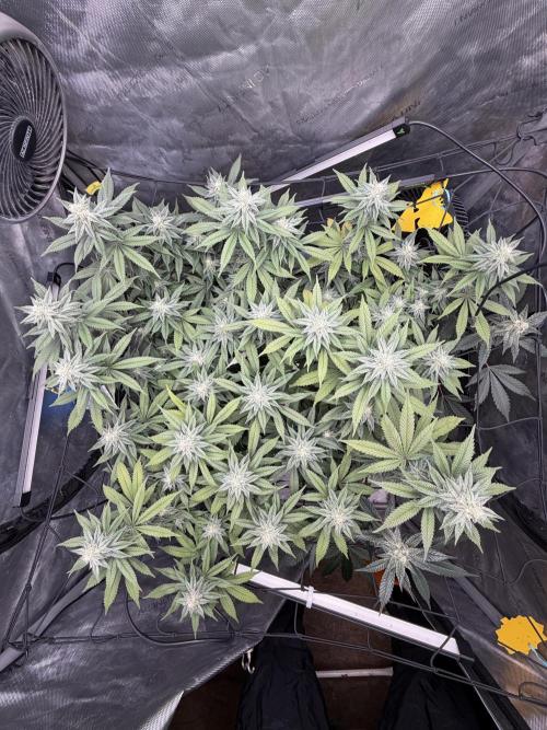 White Inferno-Beleaf Cannabis. Week 16