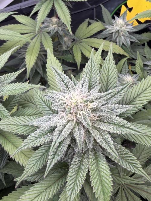 White Inferno-Beleaf Cannabis. Week 16