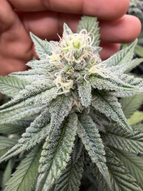 White Inferno-Beleaf Cannabis. Week 16