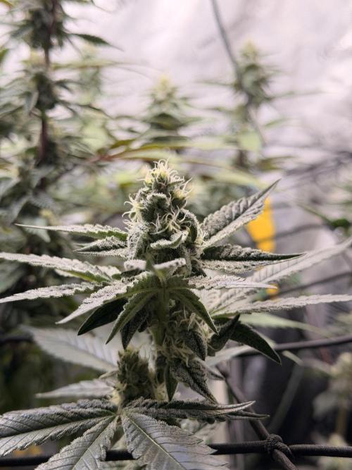 White Inferno-Beleaf Cannabis. Week 16