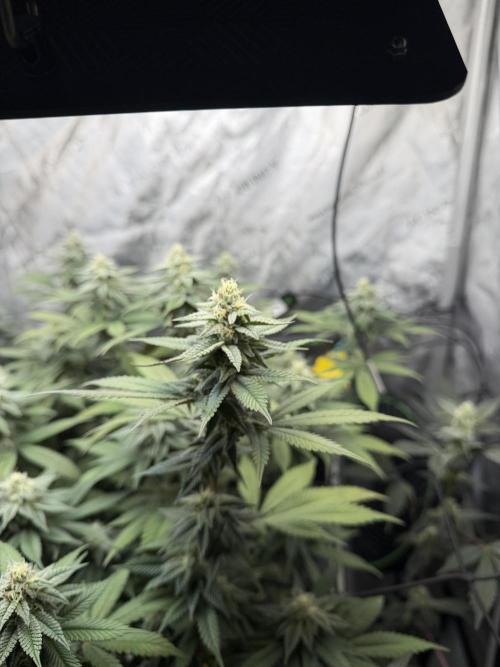 White Inferno-Beleaf Cannabis. Week 16