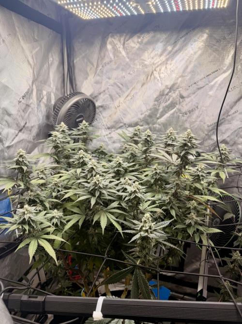 White Inferno-Beleaf Cannabis. Week 16