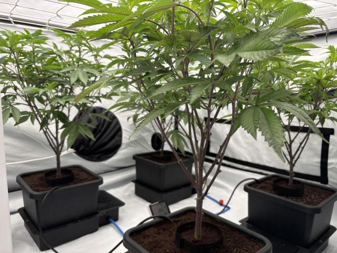 ZOASHI 🌈🫧 (Clone Run). Week 1 - Day 3 (Right Side under trellis) 