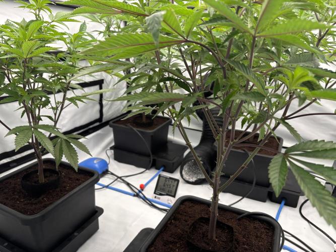 ZOASHI 🌈🫧 (Clone Run). Week 1 - Day 3 (Left Side under trellis) 