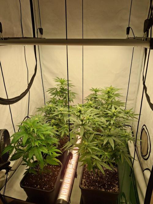 SensiStar* + Wappa Love it or Love it !!. Week 2 - 100 Watt Undercanopy Lighting was added with 50% Power Intensity.