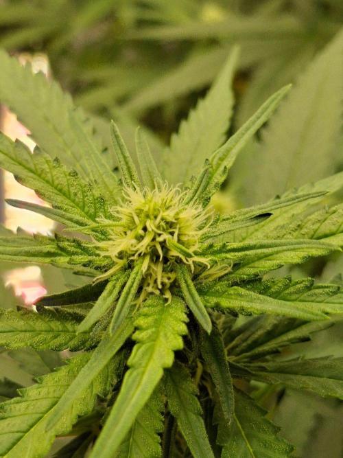 SensiStar* + Wappa Love it or Love it !!. Week 2 - Wappa ! We all Love her !  First Trichomes started to shoot over night !!!!