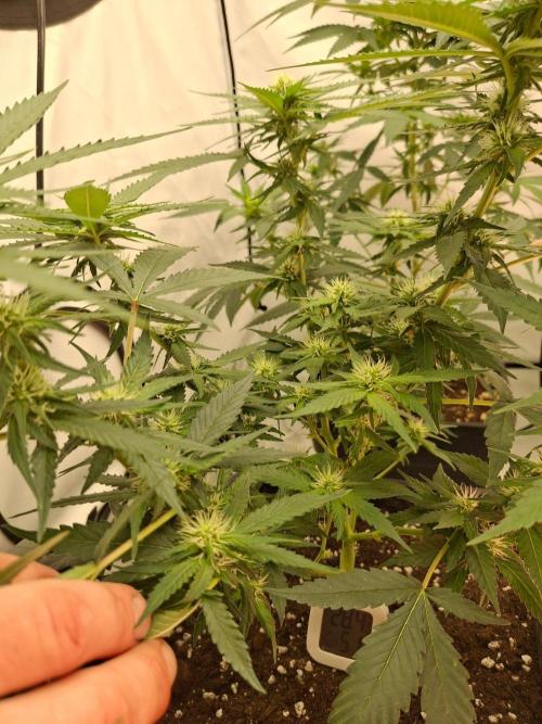 SensiStar* + Wappa Love it or Love it !!. Week 2