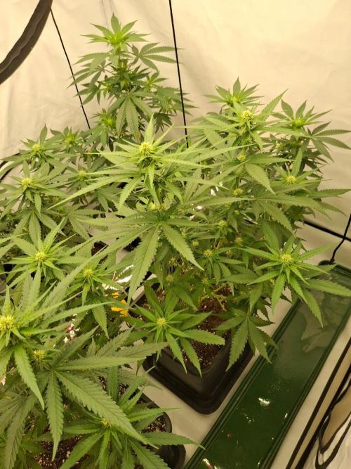 SensiStar* + Wappa Love it or Love it !!. Week 2