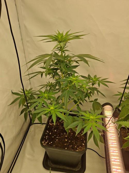 SensiStar* + Wappa Love it or Love it !!. Week 2 - White Russian about Day 10 of flower
