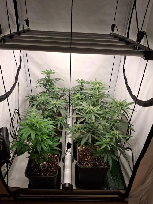 SensiStar* + Wappa Love it or Love it !!. Week 2