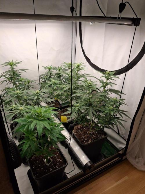 SensiStar* + Wappa Love it or Love it !!. Week 2