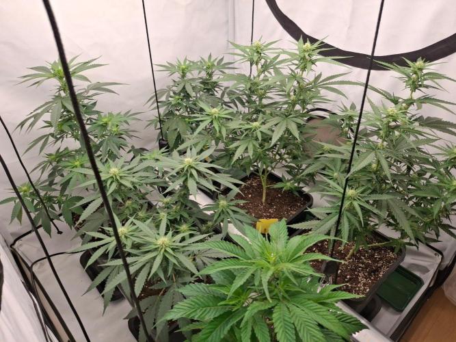 SensiStar* + Wappa Love it or Love it !!. Week 2 - Looks Good right ?