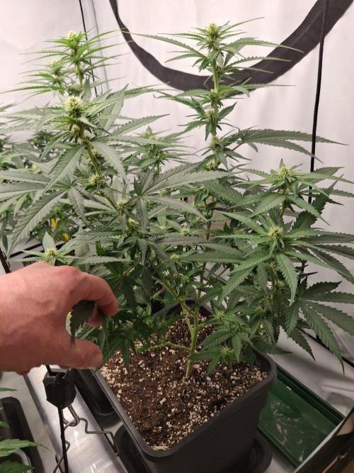 SensiStar* + Wappa Love it or Love it !!. Week 2