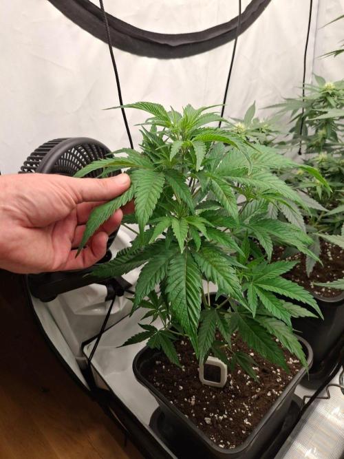 SensiStar* + Wappa Love it or Love it !!. Week 2 - Wappa untopped Day 1 Flower