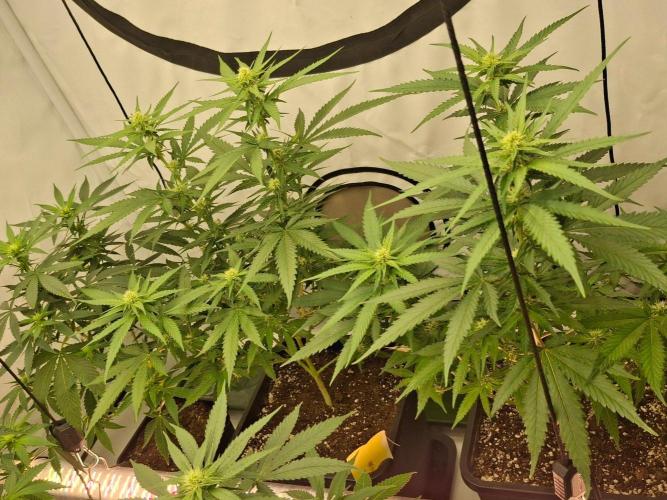SensiStar* + Wappa Love it or Love it !!. Week 2 - 2 Wappas enjoying the LED SUn