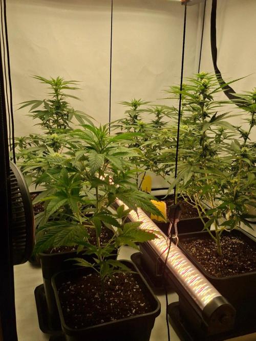 SensiStar* + Wappa Love it or Love it !!. Week 2 - Left row : Wappa,SensiStart and White Russian (Serious seeds)