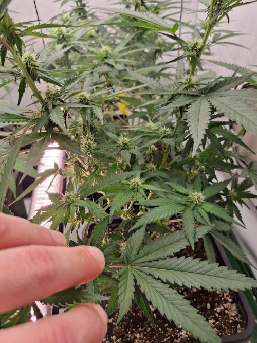 SensiStar* + Wappa Love it or Love it !!. Week 2