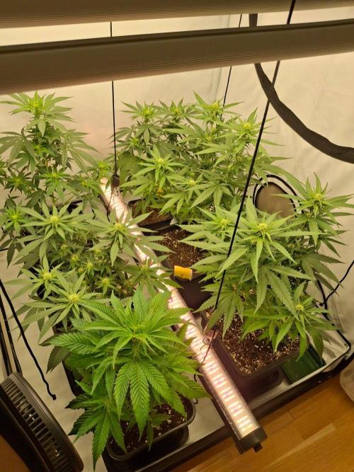 SensiStar* + Wappa Love it or Love it !!. Week 2 - Left Row: Wappa ,Sensistar*,White Russian, Right row 
2 Wappa and one White Rus.