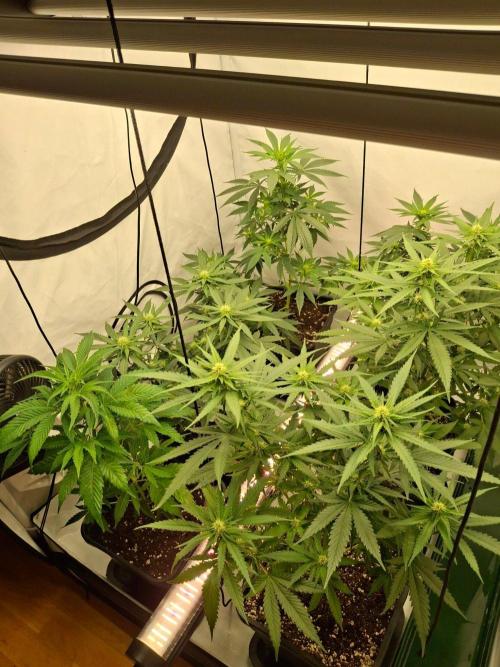 SensiStar* + Wappa Love it or Love it !!. Week 2