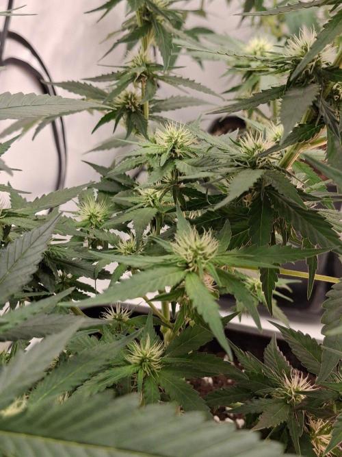 SensiStar* + Wappa Love it or Love it !!. Week 2