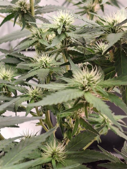 SensiStar* + Wappa Love it or Love it !!. Week 2