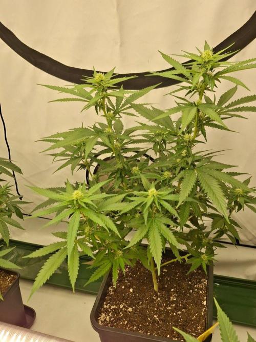 SensiStar* + Wappa Love it or Love it !!. Week 2