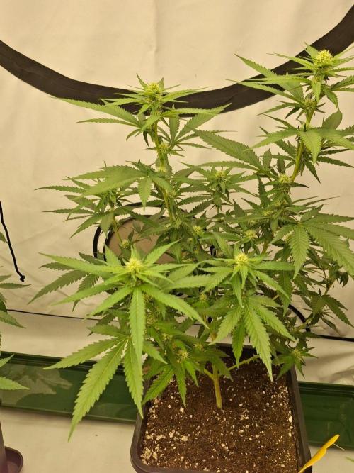 SensiStar* + Wappa Love it or Love it !!. Week 2