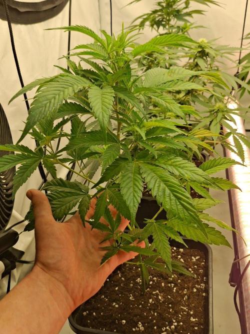 SensiStar* + Wappa Love it or Love it !!. Week 2