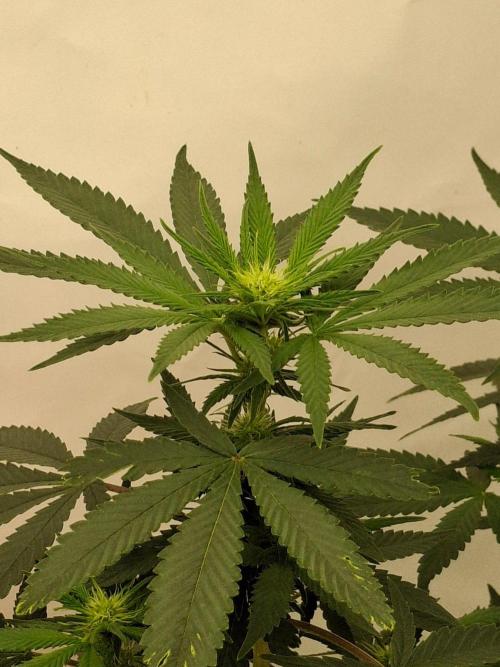 SensiStar* + Wappa Love it or Love it !!. Week 2 - White Russian ! 

Simon, excellent Job ! 
