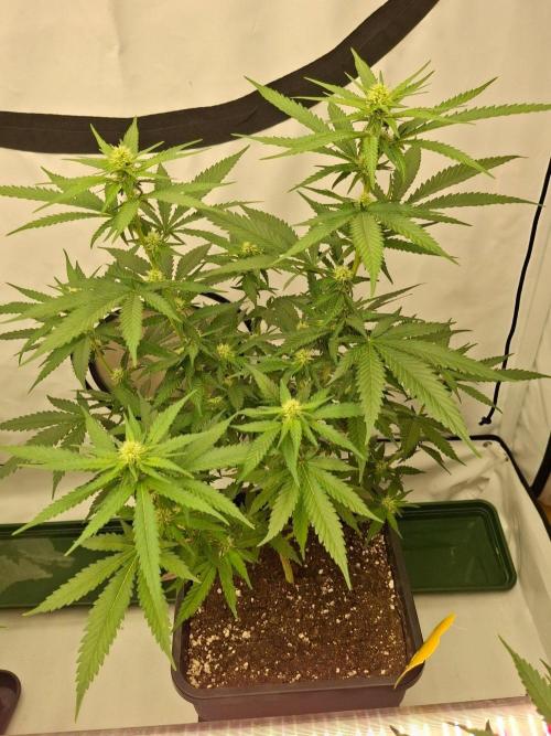 SensiStar* + Wappa Love it or Love it !!. Week 2