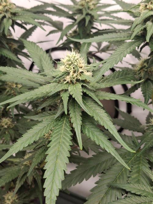 SensiStar* + Wappa Love it or Love it !!. Week 3 - Wappa Controll Bud