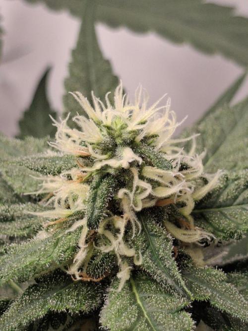 SensiStar* + Wappa Love it or Love it !!. Week 3 - Wappa~Day 35