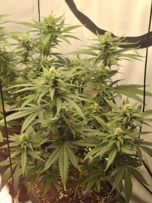 SensiStar* + Wappa Love it or Love it !!. Week 3 - Quick Overview 2 Wappa Plants at around Day 35 -38 if i would guess.