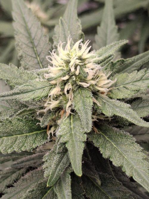SensiStar* + Wappa Love it or Love it !!. Week 3 - Wappa