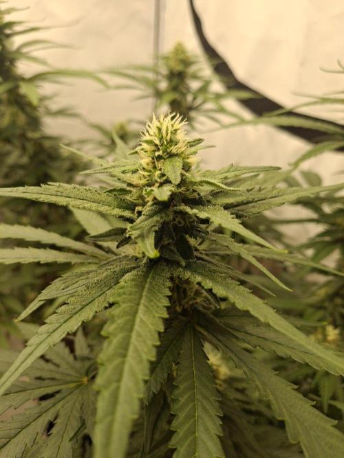 SensiStar* + Wappa Love it or Love it !!. Week 3 - Wappa , its lovley to watch the Buds Pop up in all directions !!!
