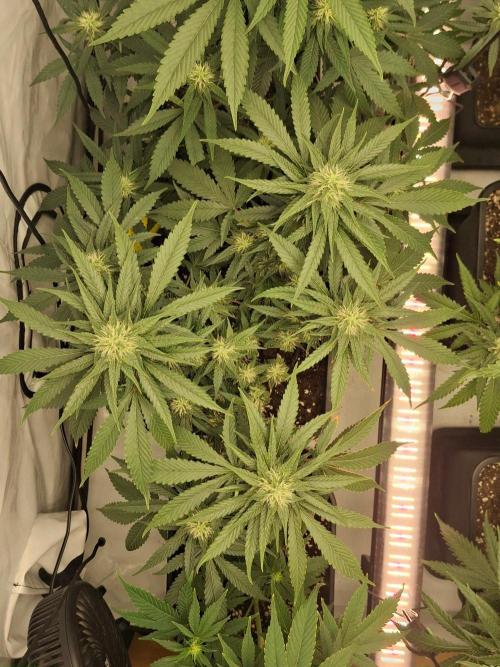SensiStar* + Wappa Love it or Love it !!. Week 3 - SensiStar* From above
Citric Metallic Spritzy smell starts :)